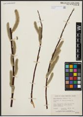 Foto von Salix alaxensis (Andersson) Coville